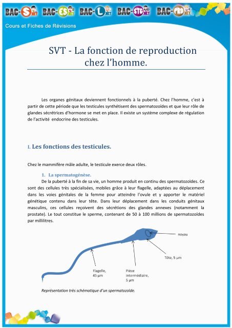 SVT - La fonction de reproduction chez l'homme. - Bac S