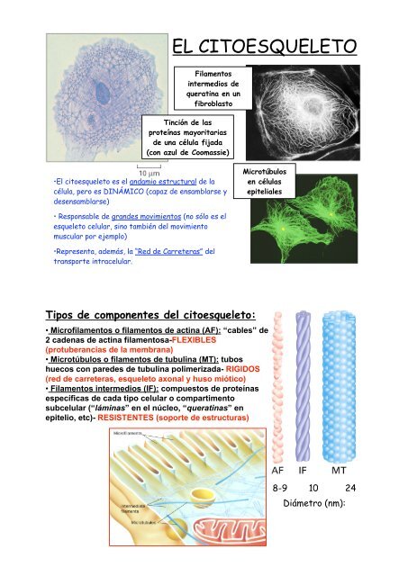 EL CITOESQUELETO