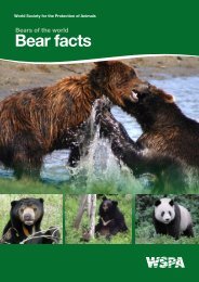 Bear facts - WSPA