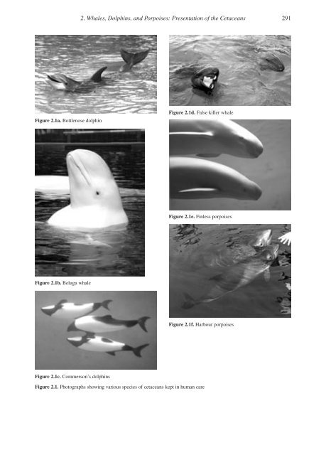 Special Issue Survey of Cetaceans in Captive Care 