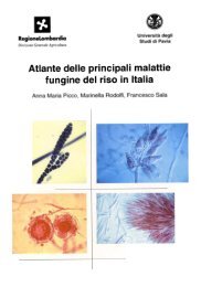 Atlante delle principali malatie fungine del riso in Italia (2.5 MB)