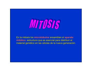 En la mitosis los microtúbulos ensamblan el aparato mitótico ...