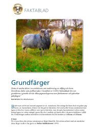 GrundfÃ¤rger