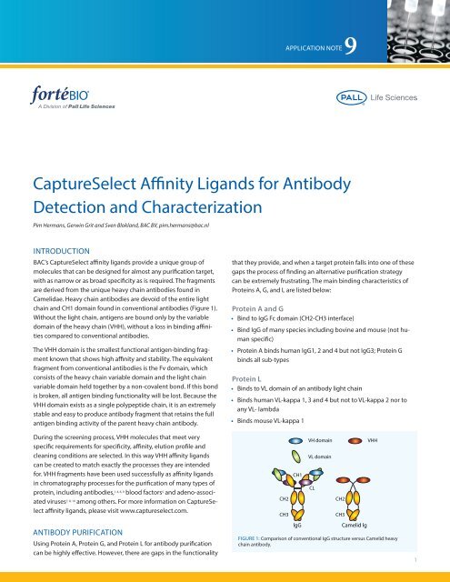 CaptureSelect Affinity Ligands for Antibody Detection and ... - ForteBio