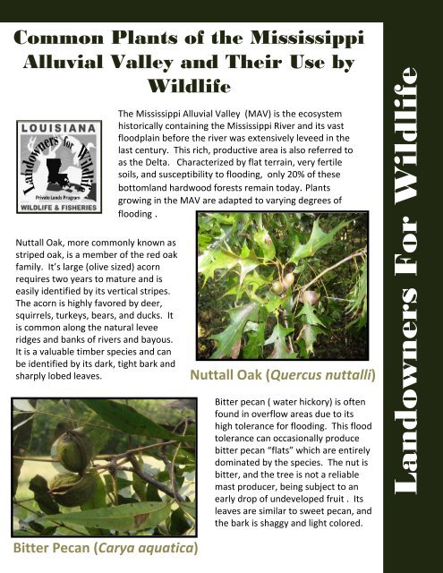 Common Plants Of The Mississippi Alluvial Valley And - Louisiana ...