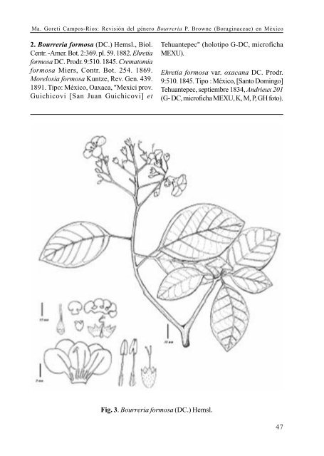 RevisiÃ³n del gÃ©nero Bourreria P. Browne (Boraginaceae) en MÃ©xico ...