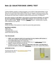 Beta (Î²)-GALACTOSIDASE (ONPG) TEST