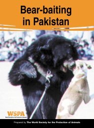 bear baiting in Pakistan - the Wildlife of Pakistan Website