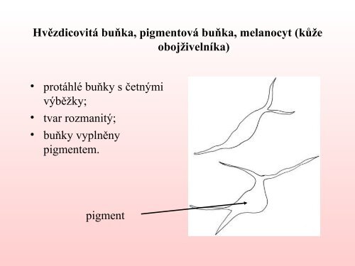 stavba Å¾ivoÄiÅ¡nÃ© buÅky