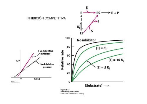 13. Enzimas. Inhibicion enzimatica