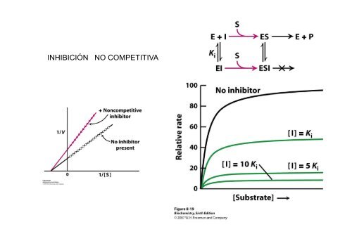 13. Enzimas. Inhibicion enzimatica