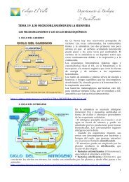 tema 19. los microorganismos en la biosfera - BiologÃ­a El Valle