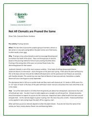 Prune Some Varieties of Clematis Now - El Paso County Extension ...