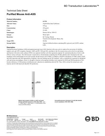 BD Transduction Laboratoriesâ„¢ Purified Mouse Anti-ASS