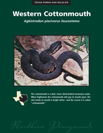 Western Cottonmouth - The State of Water