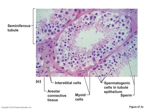 The Reproductive System: Part A - Next2Eden