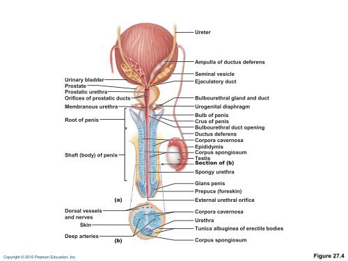 The Reproductive System: Part A - Next2Eden