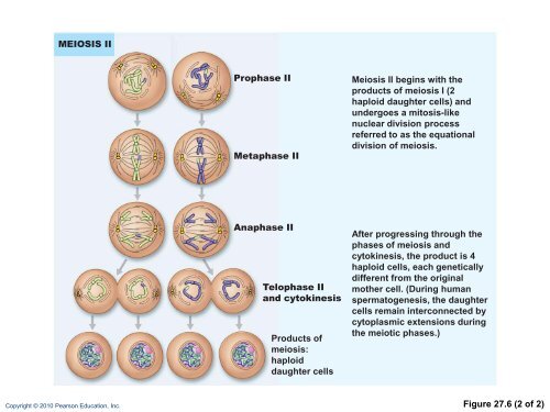 The Reproductive System: Part A - Next2Eden