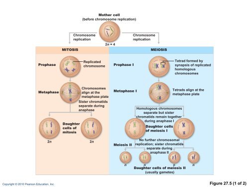 The Reproductive System: Part A - Next2Eden