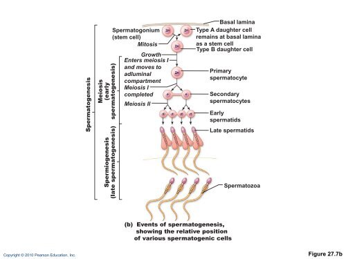 The Reproductive System: Part A - Next2Eden