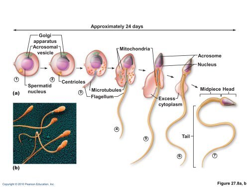 The Reproductive System: Part A - Next2Eden