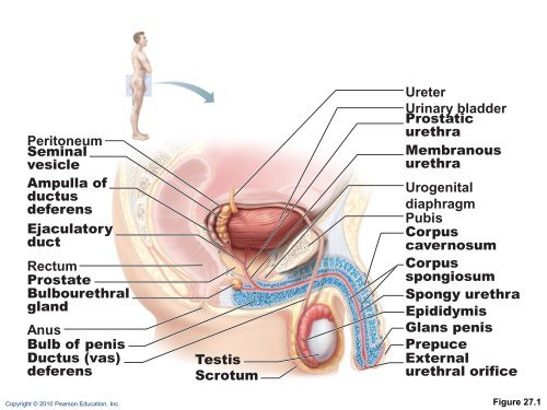 The Reproductive System: Part A - Next2Eden