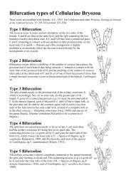 Bryozoan Bifurcation Types - The Bryozoa Home Page