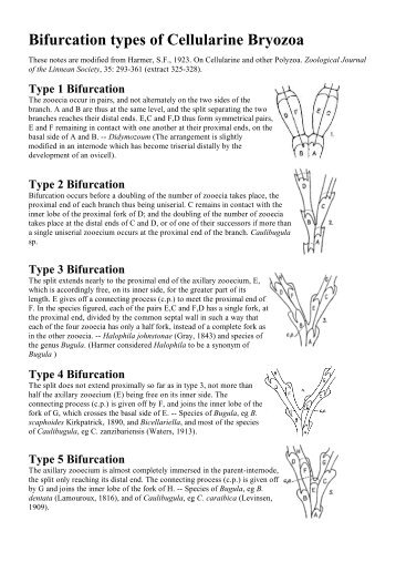 Bryozoan Bifurcation Types - The Bryozoa Home Page