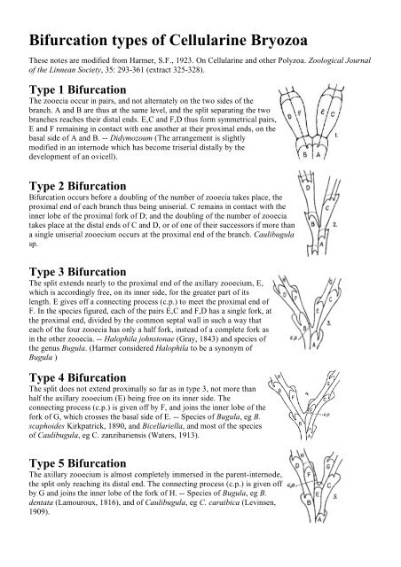 Bryozoan Bifurcation Types - The Bryozoa Home Page