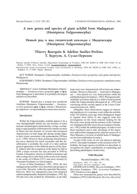 A new genus and species of giant achilid from Madagascar