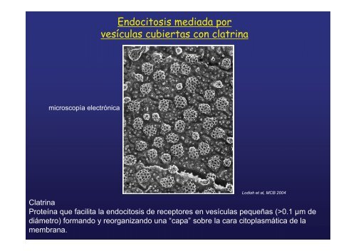 endocitosis mediada por receptor