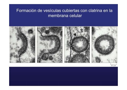 endocitosis mediada por receptor