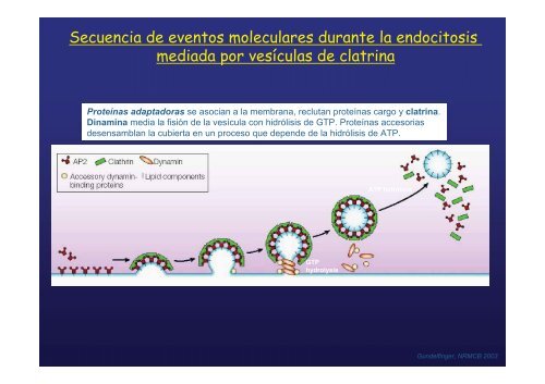 endocitosis mediada por receptor