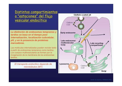 endocitosis mediada por receptor