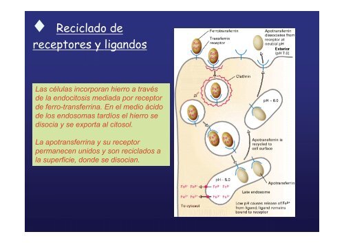 endocitosis mediada por receptor