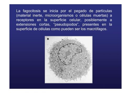 endocitosis mediada por receptor