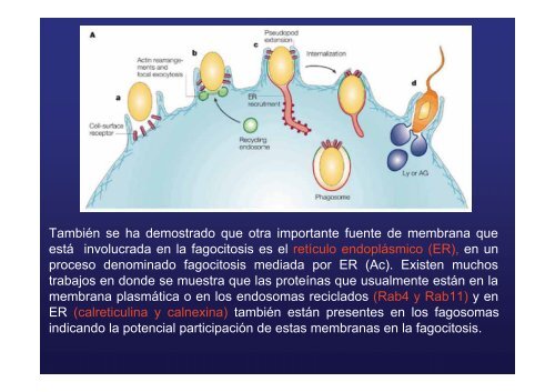 endocitosis mediada por receptor