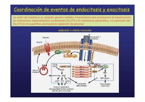 endocitosis mediada por receptor