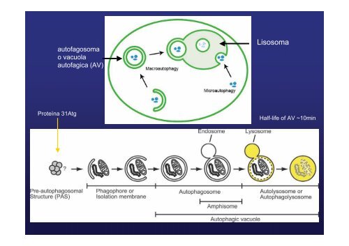 endocitosis mediada por receptor