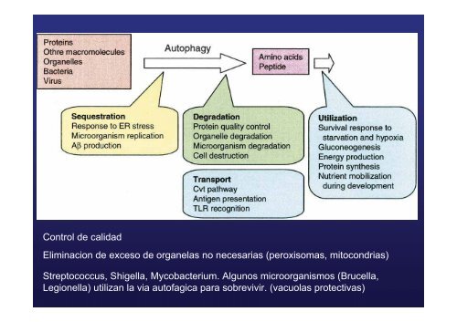 endocitosis mediada por receptor