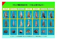 ウミニナ類の見分け方 ～ぐるっと見てみよう～ - 日本国際湿地保全連合