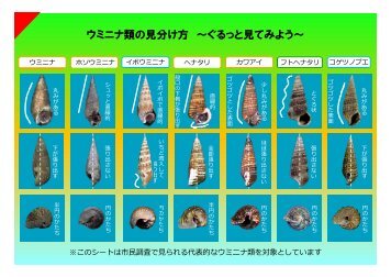 ウミニナ類の見分け方 ～ぐるっと見てみよう～ - 日本国際湿地保全連合