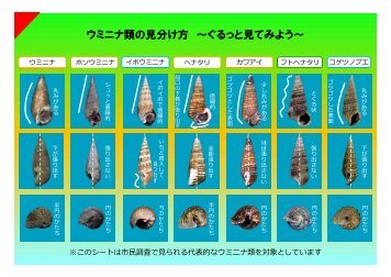 ウミニナ類の見分け方 ~ぐるっと見てみよう~ - 日本国際湿地保全連合