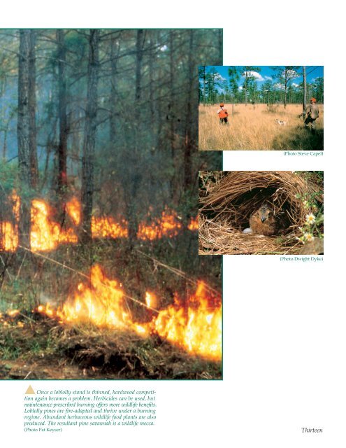 Managing Pines for Profit and Wildlife - Virginia Department of ...