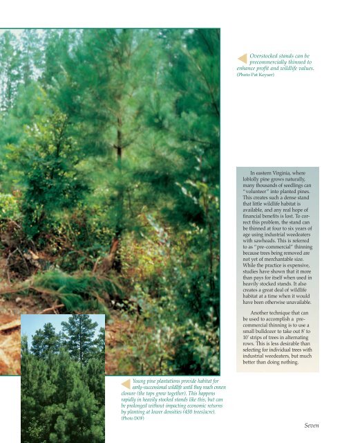 Managing Pines for Profit and Wildlife - Virginia Department of ...