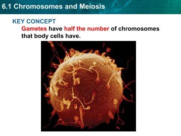 6.1 Chromosomes and Meiosis
