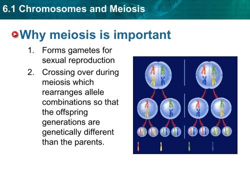 6.1 Chromosomes and Meiosis