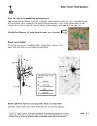 Beady Neuron Model Questions - BrainU