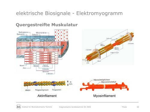 Diagnostische Gerätetechnik - Fakultät Elektrotechnik und ...