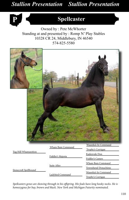 2013_stallions_web.pdf 1.3 MB - Buckeyemorganhorsesale.net